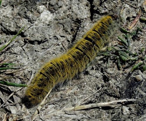 Lasiocampa trifolii