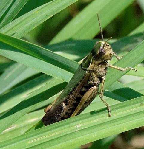 Omocestus sp.