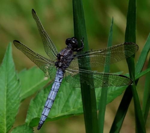Réf. 350 642 : Orthetrum coerulescens