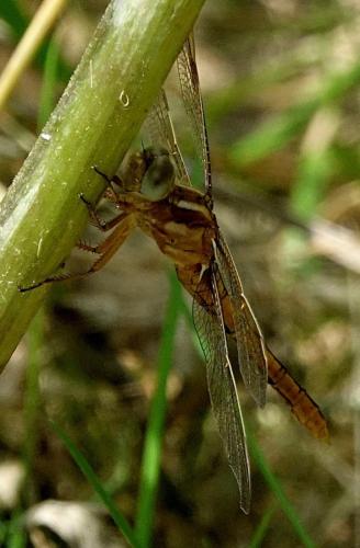 Réf. 350 643 : Orthetrum coerulescens