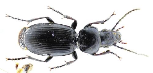 Pterostichus madidus