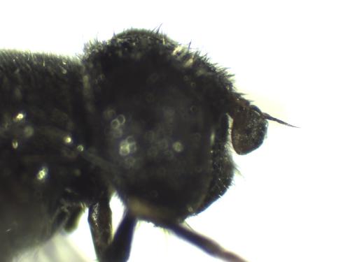 Pipiza sp.
