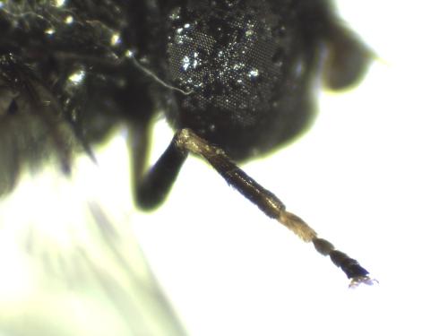 Pipiza sp.