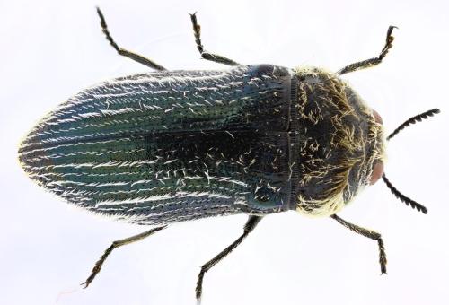 Réf. 350 101 : Acmaeoderella villosula