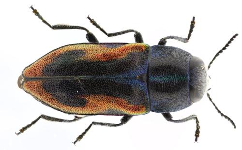 Réf. 350 280 : Anthaxia lucens