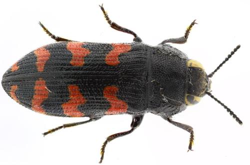 Acmaeodera quadrizonata