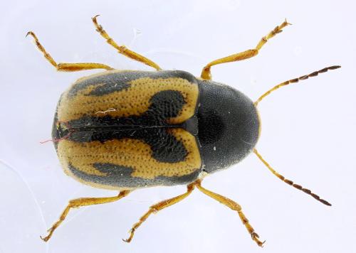 Cryptocephalus flexuosus