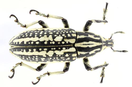 Liocleonus clathratus