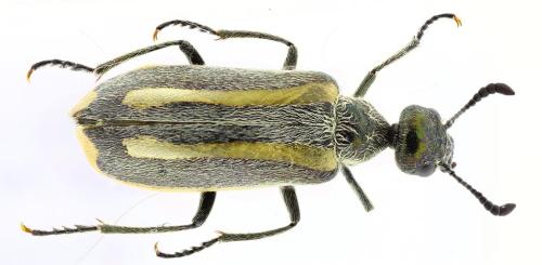 Réf. 350 085 : Mylabris trifascis
