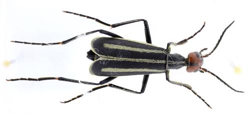 Epicauta erythrocephala
