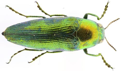 Réf. 350 065 : Sphenoptera tamarisci