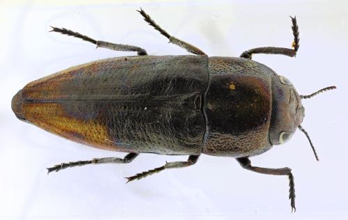 Sphenoptera sp.