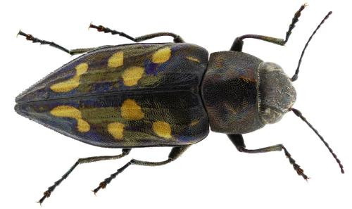 Trachypteris picta picta