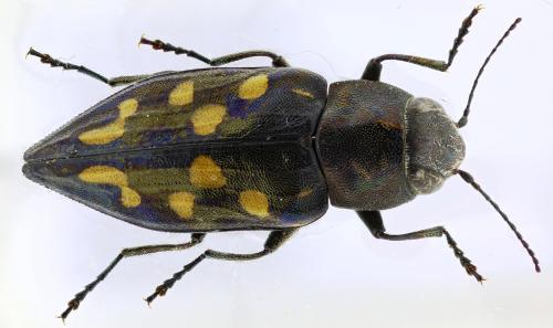 Trachypteris picta picta