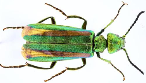 Réf. 350 279 : Lytta togata