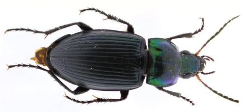 Réf. 350 330 : Poecilus versicolor