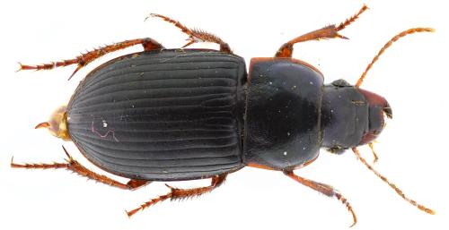 Réf. 350 338 : Harpalus rubripes