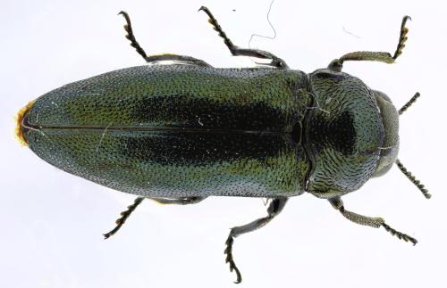 Coraebus elatus