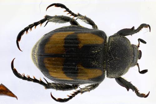 Anisoplia agricola