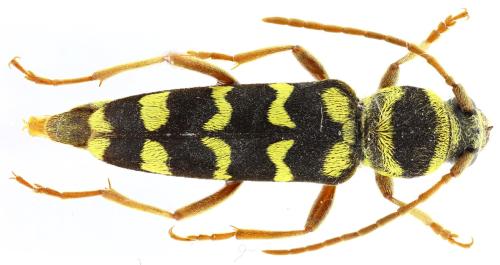 Plagionotus floralis