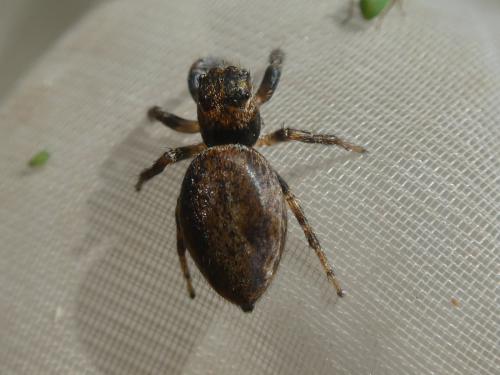 Réf. 350 470 : Evarcha falcata