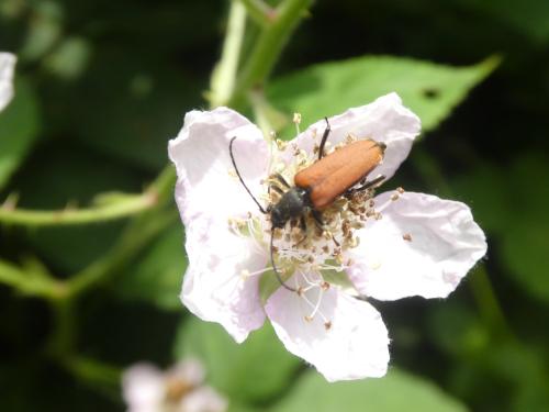 Réf. 350 178 : Anastrangalia sp.
