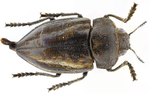 Cyphosoma tataricum