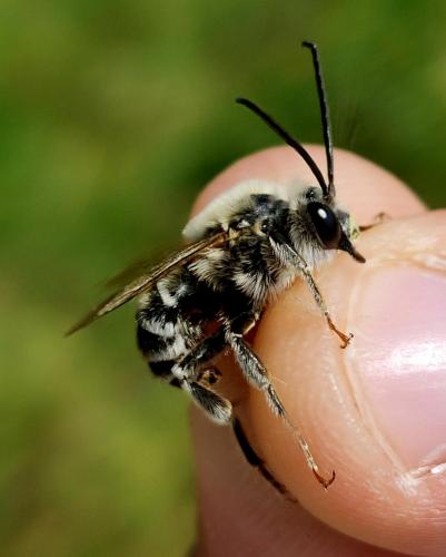 Eucera dalmatica