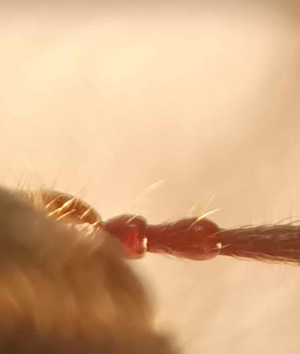 Melanotus sp.