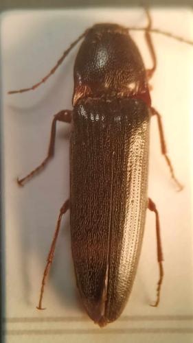 Melanotus sp.