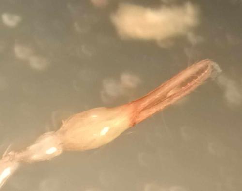 Réf. 350 448 : Ephippiochthonius sp.