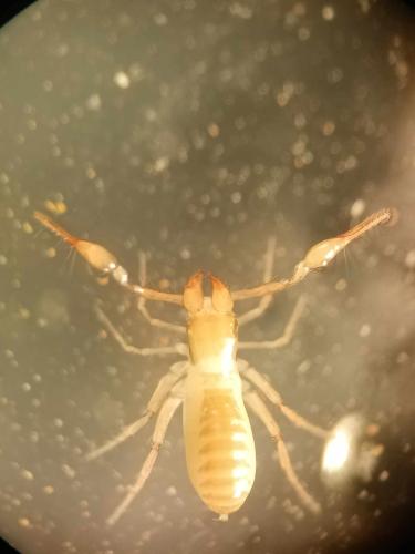 Réf. 350 447 : Ephippiochthonius sp.