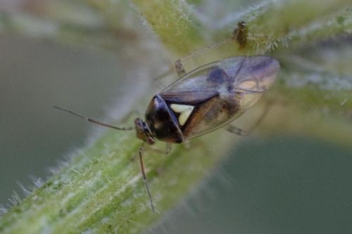 Réf. 350 683 : Orthops sp.