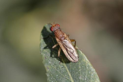 Réf. 350 845 : Pherbellia albocostata