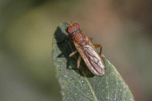 Réf. 350 887 : Pherbellia albocostata