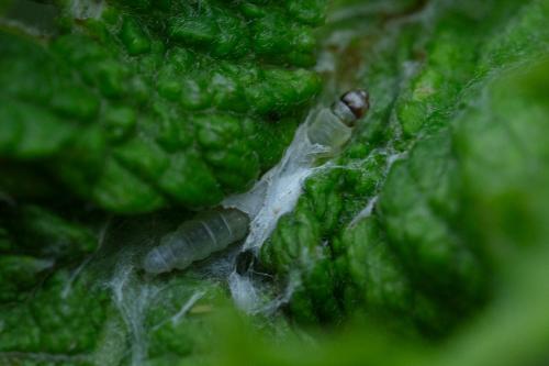 Acleris sp.
