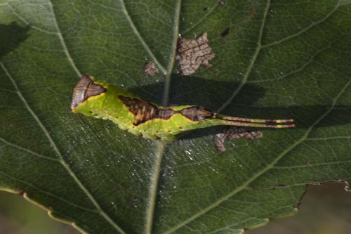 Furcula bifida
