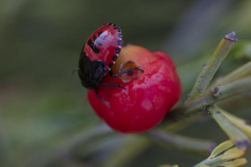 Canthophorus melanopterus