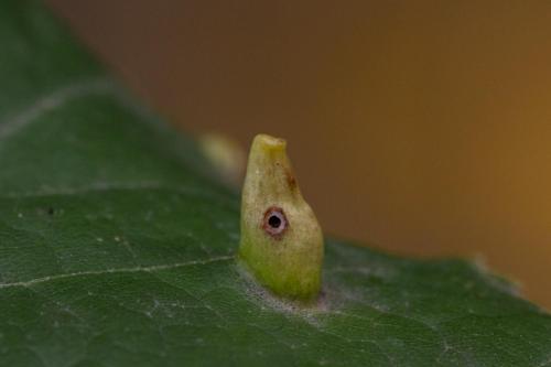 Réf. 350 377 : Eriophyes tiliae