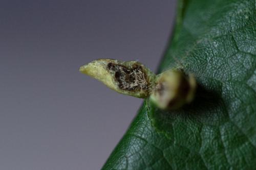 Réf. 350 378 : Eriophyes tiliae