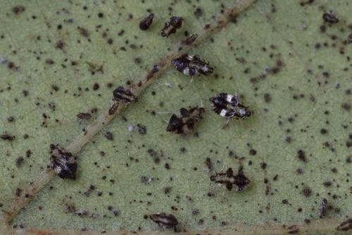 Corythucha arcuata