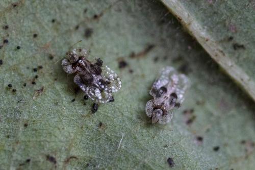 Corythucha arcuata