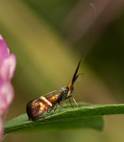 Adela australis
