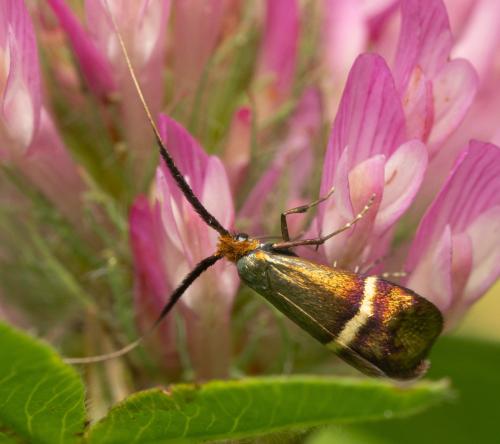 Adela australis