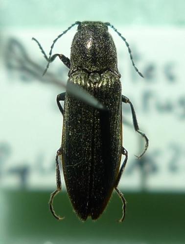 Poemnites aeratus