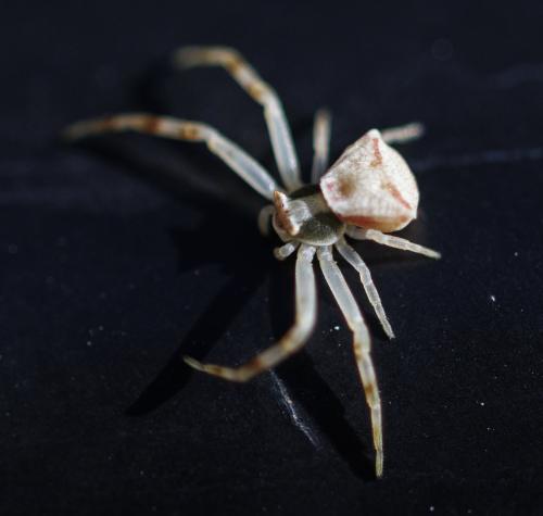 Réf. 350 531 : Thomisus onustus