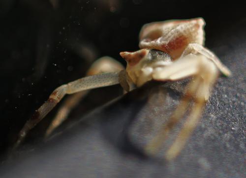 Réf. 350 532 : Thomisus onustus