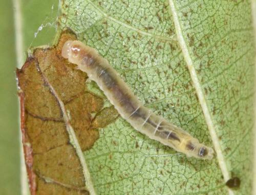 Caloptilia elongella