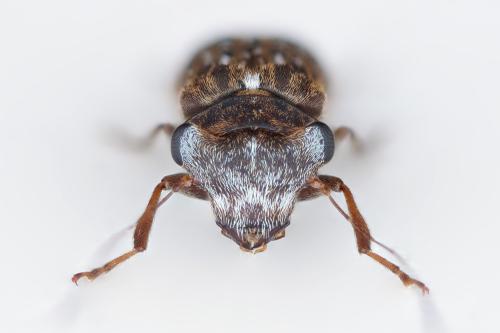 Exechesops sp.