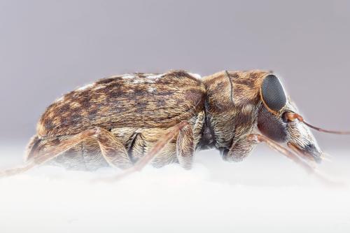 Exechesops sp.